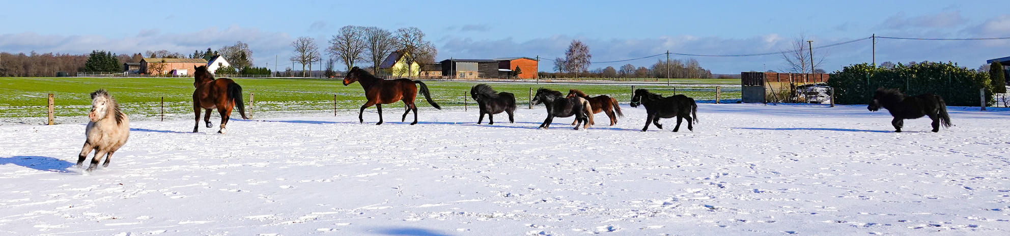 Der Pferde & Ponyparadies Hof